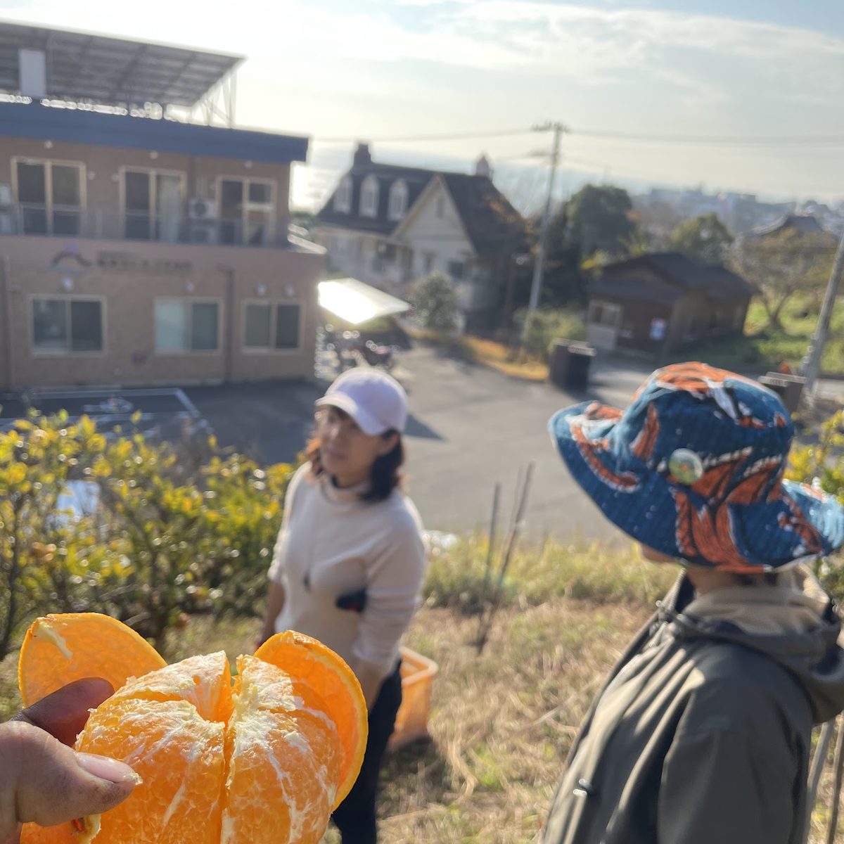 収穫したみかんを剥いて、その場で食べる